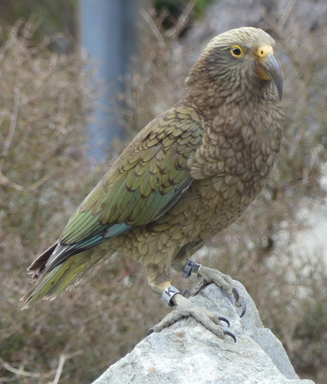 Mactrac the Kea